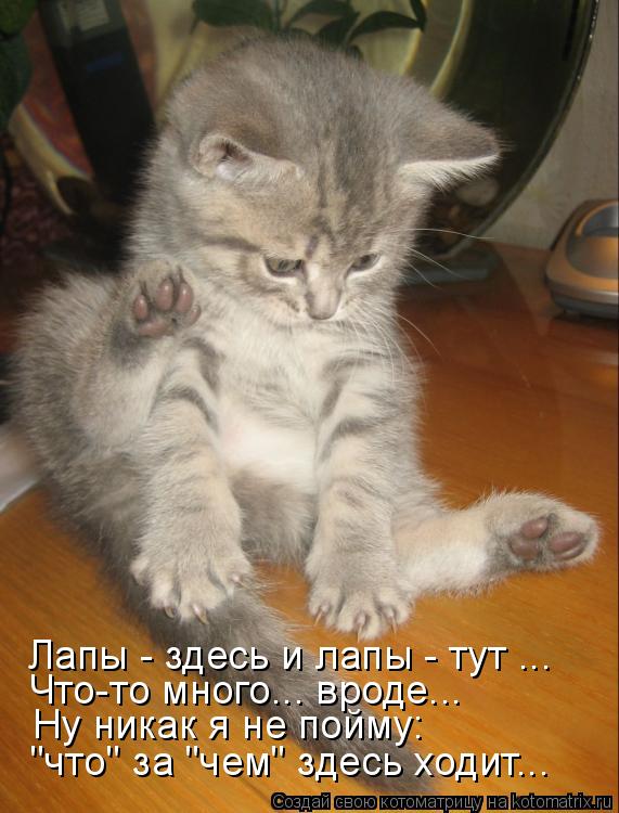 Здесь лапы слушать. Статусы про кошек прикольные. Коты смешные с надписями стишками. Мамы про котов с надписями. Открытки с котиками прикольные с надписями.